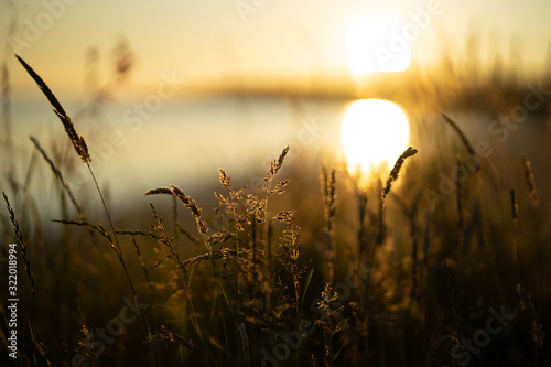 Sunset on Grass