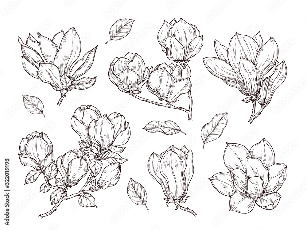 Magnolia flowers sketch. Drawing botanical spring bunch flower. Isolated blossom plant and leaves. Hand drawn vintage bouquet vector set. Illustration botanical floral, bouquet collection sketch Magnolia flowers sketch. Drawing botanical spring bunch flower. Isolated blossom plant and leaves. Hand drawn vintage bouquet vector set. Illustration botanical floral, bouquet collection sketch