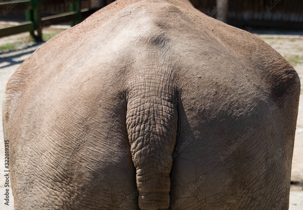 Fototapeta premium Trasero y cola de rinoceronte visto desde atrás
