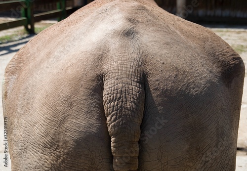 Trasero y cola de rinoceronte visto desde atr  s