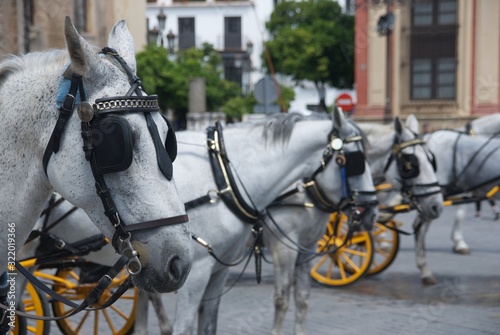 Coches de caballos esperando clientes en Sevilla