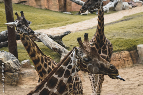 Fototapeta Naklejka Na Ścianę i Meble -  giraffes in zoo