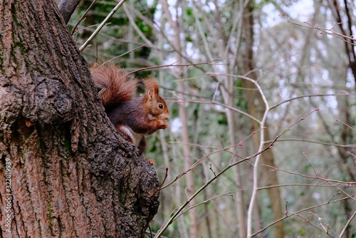 Ardilla subida a un árbol con comida en las manos