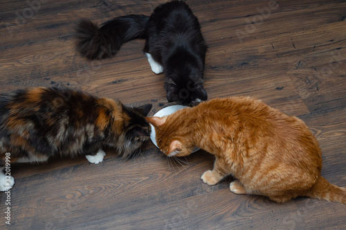 A beautiful cat eats cat food from a bowl. © Людмила Селянинова