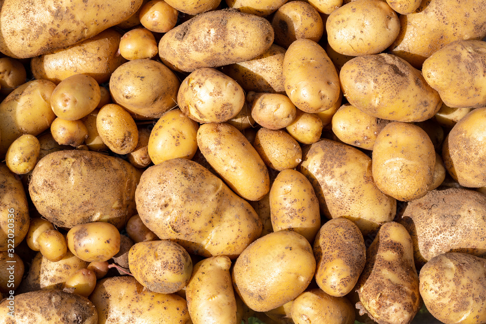 Freshly harvested potatoes seen from above lit by the sun - Solanum tuberosum. Freshly harvested potatoes seen from above lit by the sun - Solanum tuberosum.