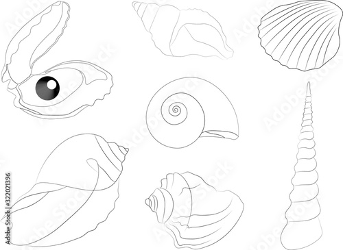 beautiful seashells in a linear pattern