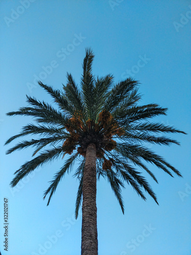 palm tree against blue sky