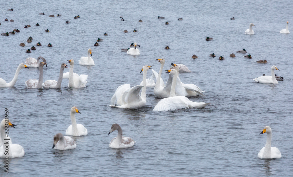 A flock of Whooper swan and ducks wintering on the thermal lake Svetloe (Lebedinoe), Altai Territory, Russia A flock of Whooper swan and ducks wintering on the thermal lake Svetloe (Lebedinoe), Altai Territory, Russia
