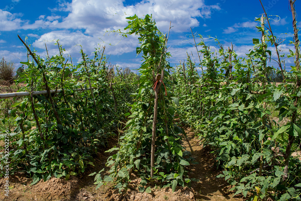 Organic yardlong bean plants are growing in the fields. Organic yardlong bean plants are growing in the fields.