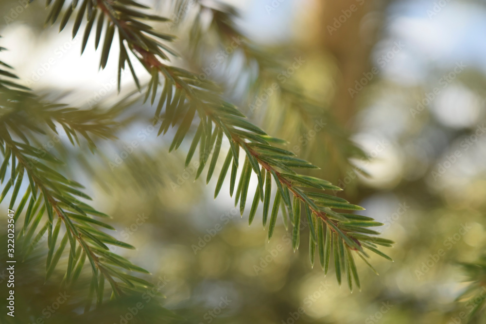 Evergreen spruce branch against the sky. Close up. Evergreen spruce branch against the sky. Close up.