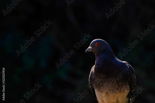 rock dove portrait