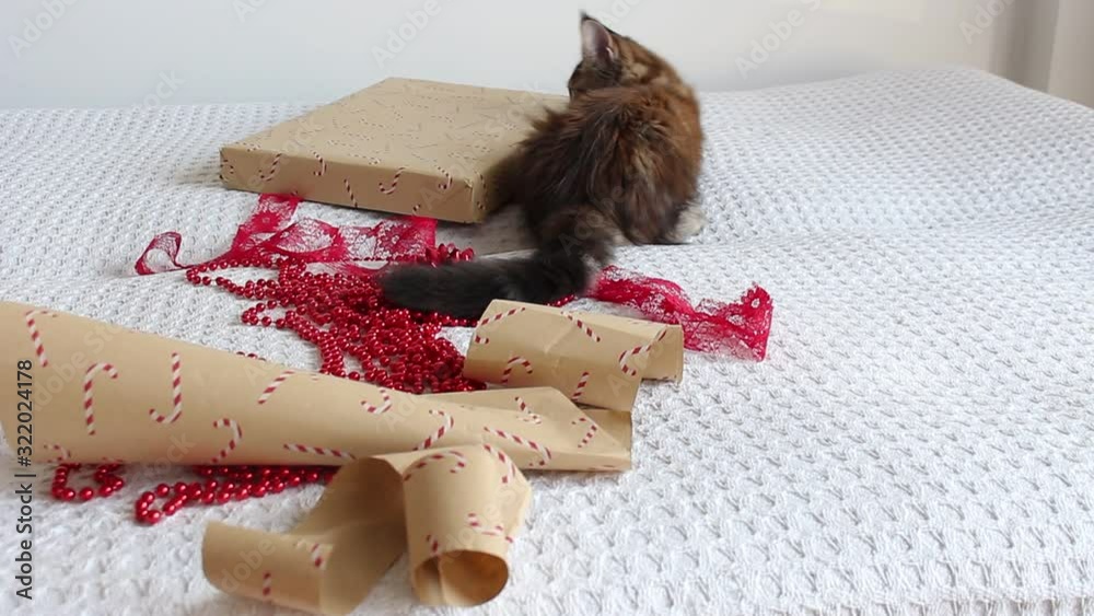 playful Maine Coon kitten  on christmas background playing with wrapping paper and decorations