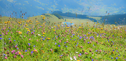 colorful summer flowers meadow with blue bells, crowfoot and red clover, switzerland photo