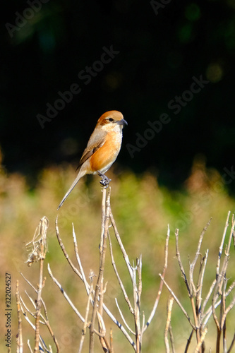 shrike on branch