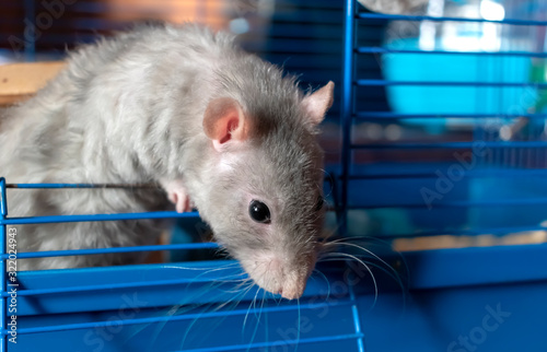 Gray-colored domestic rat looks out of the cage closeup