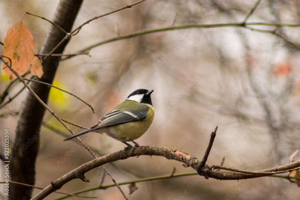 Parus major birds wildlife