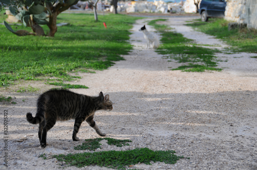 Stray cat ready to fight with a dog. Stray cat ready to fight with a dog.