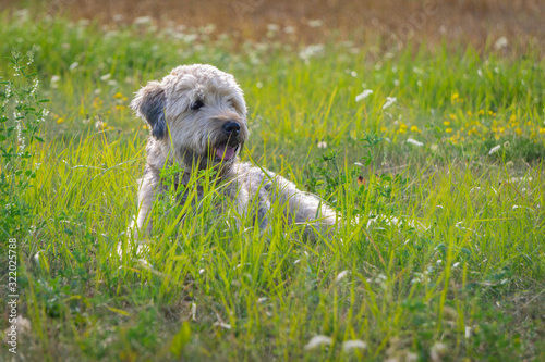 Irish soft coated wheaten terrier lying down on green grass in summer