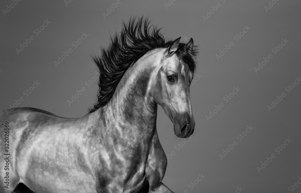 Black and white Andalusian horse in motion.