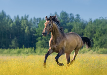 Foto auf Leinwand Pferde Andalusisches Pferd auf blühendem Feld des Sommers.  © Kseniya Abramova
