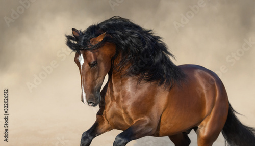 Bild auf Leinwand Purebred Andalusian horse playing on sand in paddock in dust.