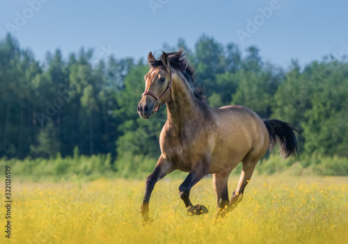 Andalusian horse in summer blooming field.
