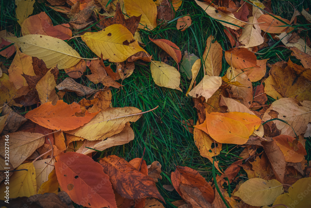 Autumn colored leaves in the park III Autumn colored leaves in the park III