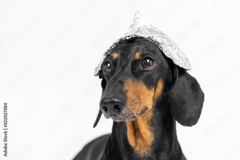 Suspicious dachshund dog in foil hat on a white background, not isolate. Fear of aliens or radiation exposure from antennas and gadgets