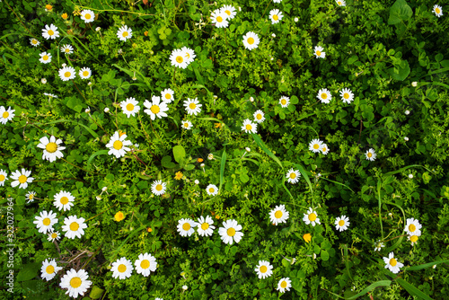 Beautiful Scenery Of Daisy Flower Meadow In Spring Season. Top View Of Green Grass Background Or Texture