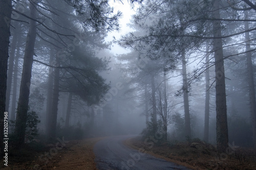 Road in the mist 