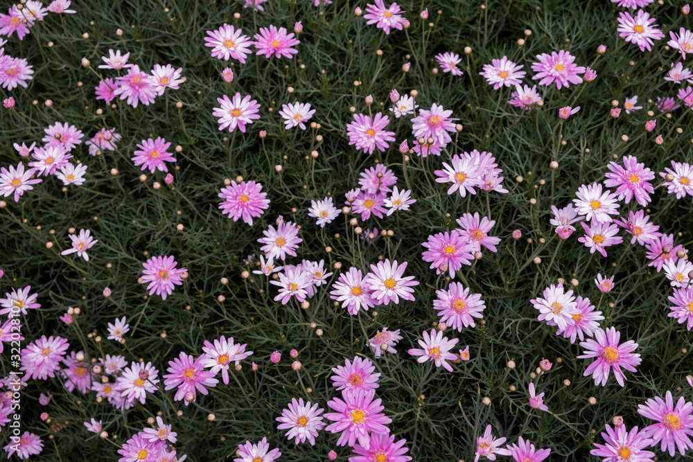 A garden field of beautiful pink African daisy flowers for natural background and abstract of garden outdoor decoration park A garden field of beautiful pink African daisy flowers for natural background and abstract of garden outdoor decoration park