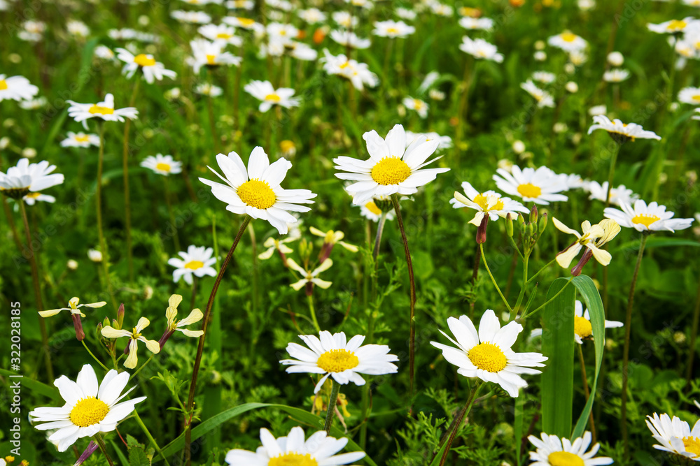 Fototapeta premium Beautiful Scenery Of Daisy Flower Meadow In Spring Season. Green Grass Background Or Texture
