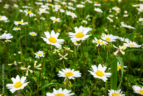 Beautiful Scenery Of Daisy Flower Meadow In Spring Season. Green Grass Background Or Texture