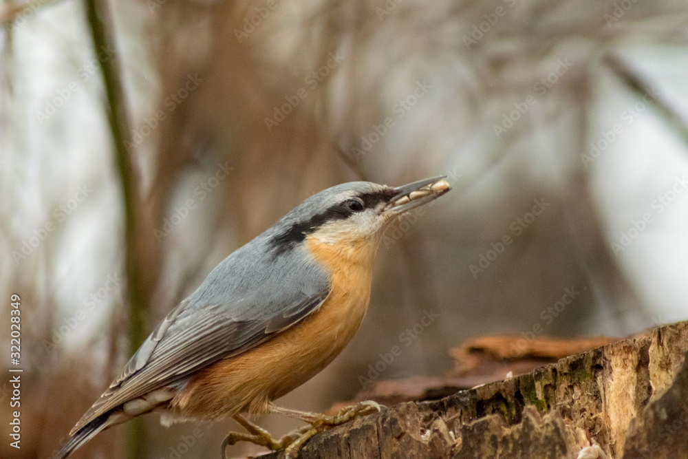 Nuthatch bird wildlife nature passerine Nuthatch bird wildlife nature passerine