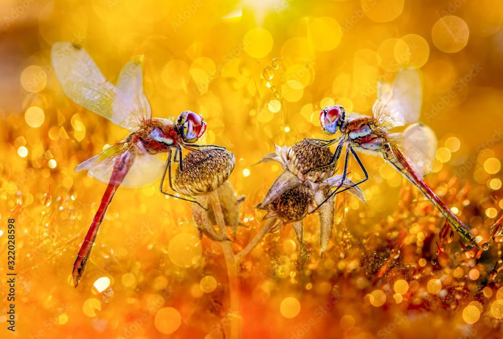 Naklejka premium Macro shots, Beautiful nature scene dragonflies