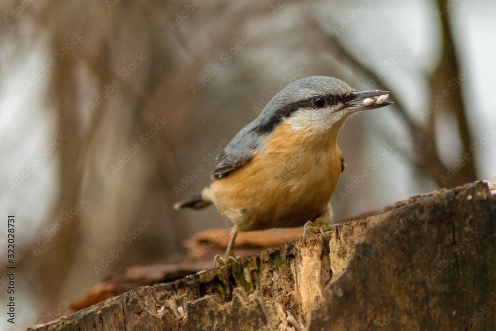Nuthatch bird wildlife nature passerine Nuthatch bird wildlife nature passerine