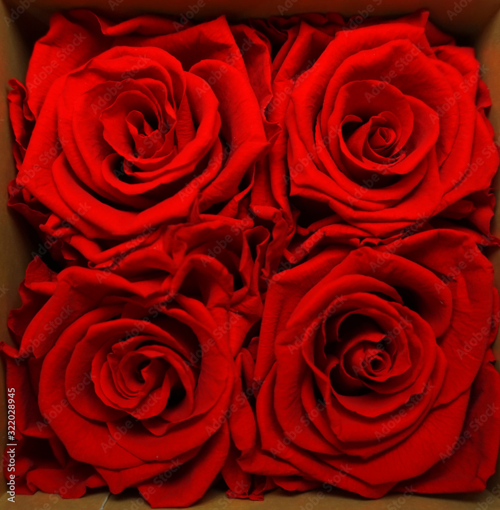 Red roses in a gift box roses in a box just for mothersday or valentine background Red roses in a gift box roses in a box just for mothersday or valentine background