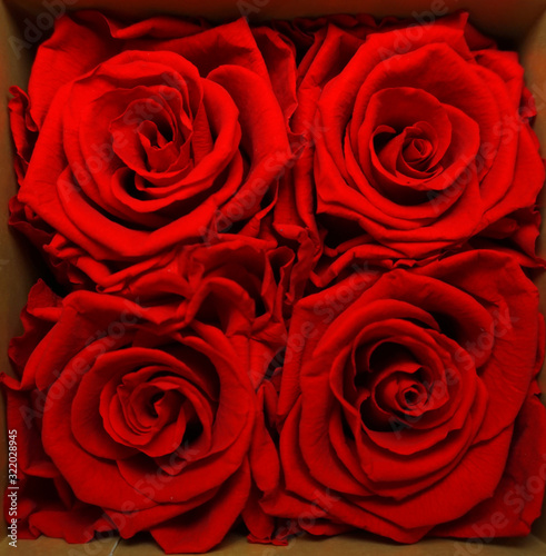 Red roses in a gift box roses in a box just for mothersday or valentine background