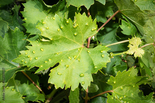 Grape Leaf Blister Disease, Eriophyes vitis.