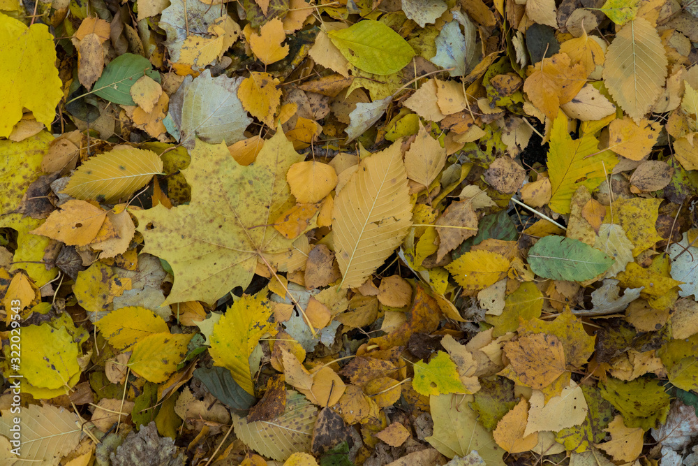 Graphic resources abstract textured walkway background in autumn foliage park Graphic resources abstract textured walkway background in autumn foliage park