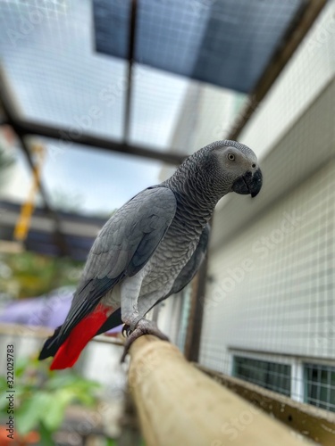 African Grey Parrots inside aviary 