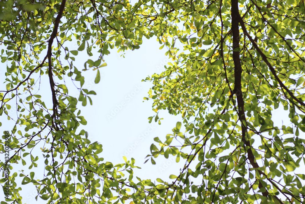 Bottom view to the tree top in jungle forest. Bottom view to the tree top in jungle forest.