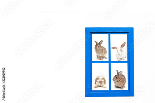 Vintage modern blue windows frame with space, 4 rabbit spicies in windows frame.