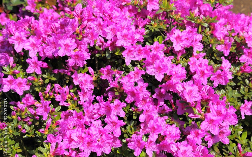 Pink azalea. Pink azalea.