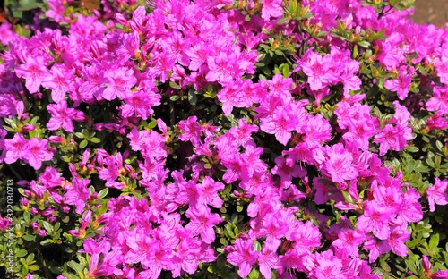 Wallpaper Mural Pink azalea. Torontodigital.ca