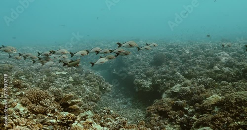 Paddletail Snapper fish in the Pacific Ocean. Underwater life with shoal of fish moving in the water. Tropical fish near coral reefs. Diving in the clear water. photo