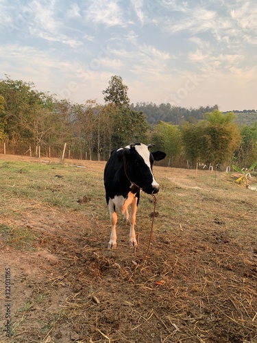 Black and white cow standing in farm