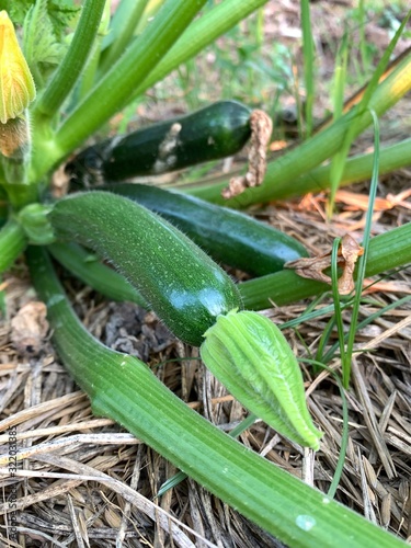 Zucchini or courgette plants grow, vegetables lying on ground