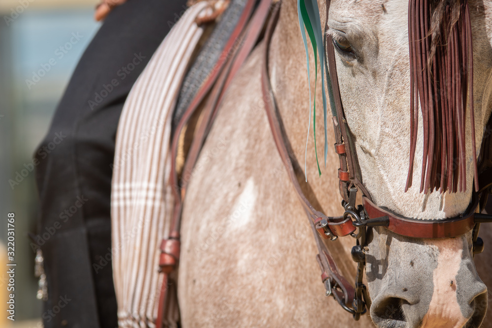 Detalle del ojo y equipamiento de un caballo de doma vaquera Detalle del ojo y equipamiento de un caballo de doma vaquera