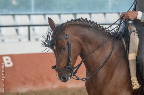 Fototapeta Naklejka Na Ścianę i Meble -  Retrato de la cabeza de un joven caballo hispano árabe castaño en Doma Vaquera